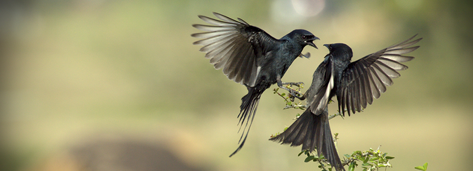 不停给对方打电话的软件